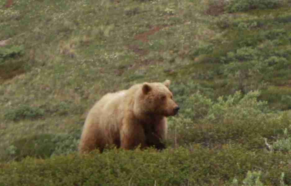 2019-06-14 ALCAN Denali Bear a.jpg